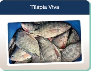 Tilpia Viva